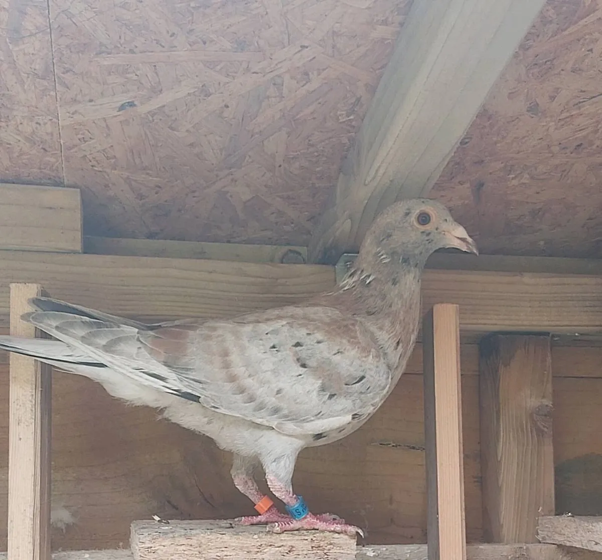 Coloured racing pigeons. - Image 2
