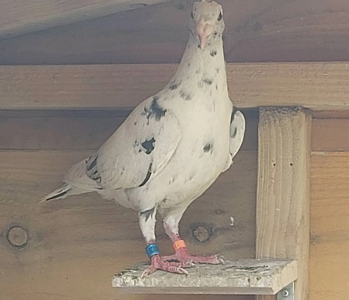 Coloured racing pigeons. - Image 3