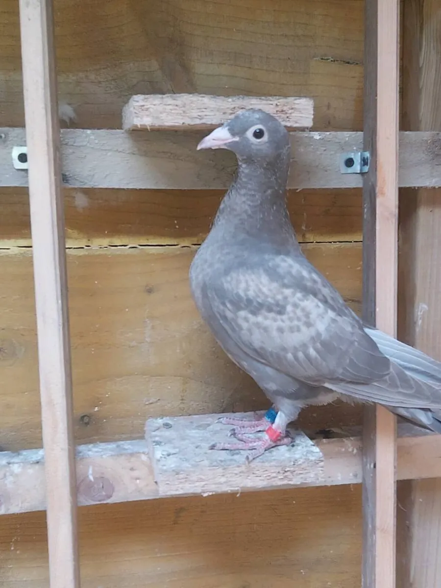 Coloured racing pigeons. - Image 4