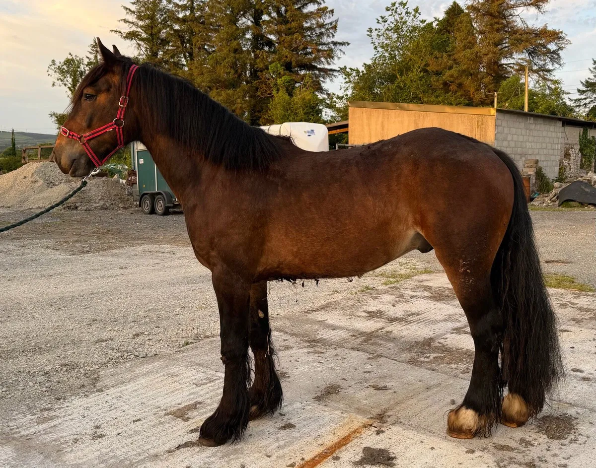 Unbroken gelding - Image 1