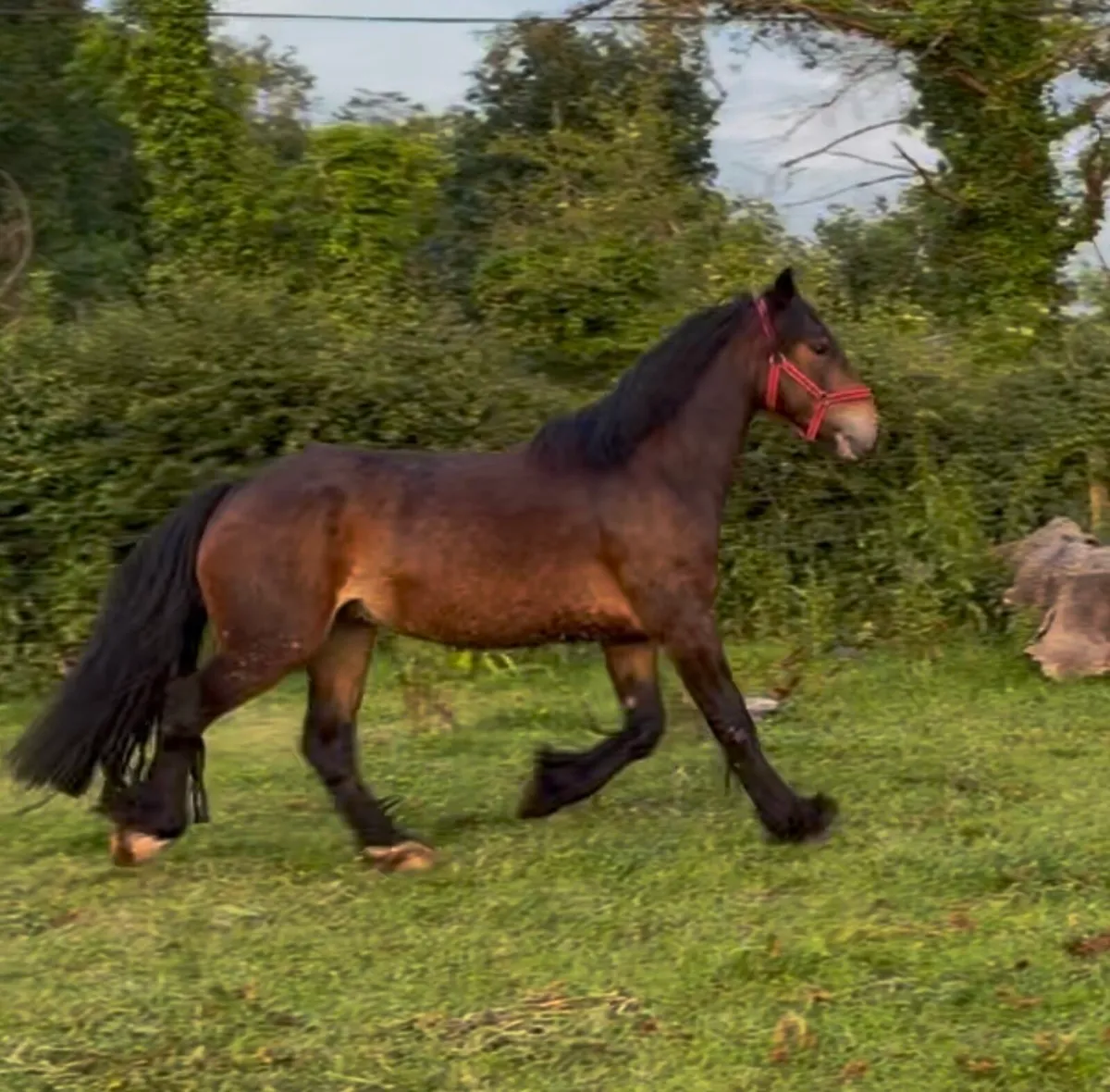 Unbroken gelding - Image 2