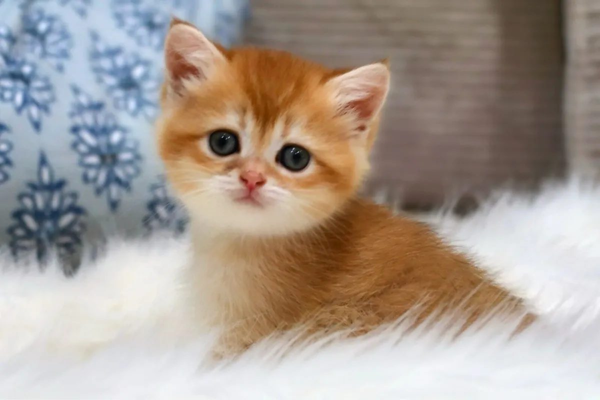 GCCFI British Shorthair - Image 2