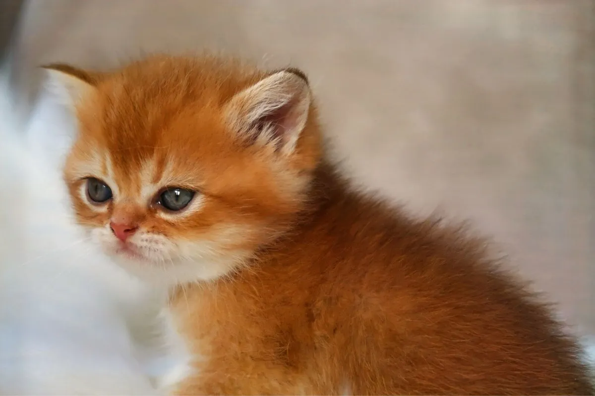GCCFI British Shorthair - Image 3