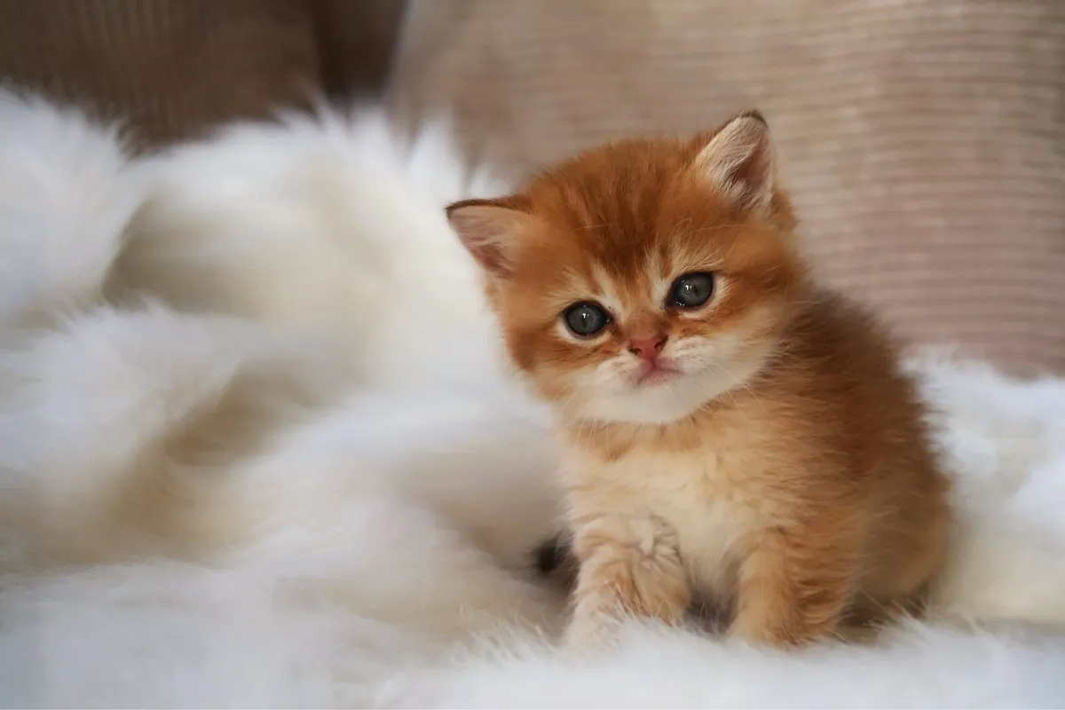 GCCFI British Shorthair - Image 4