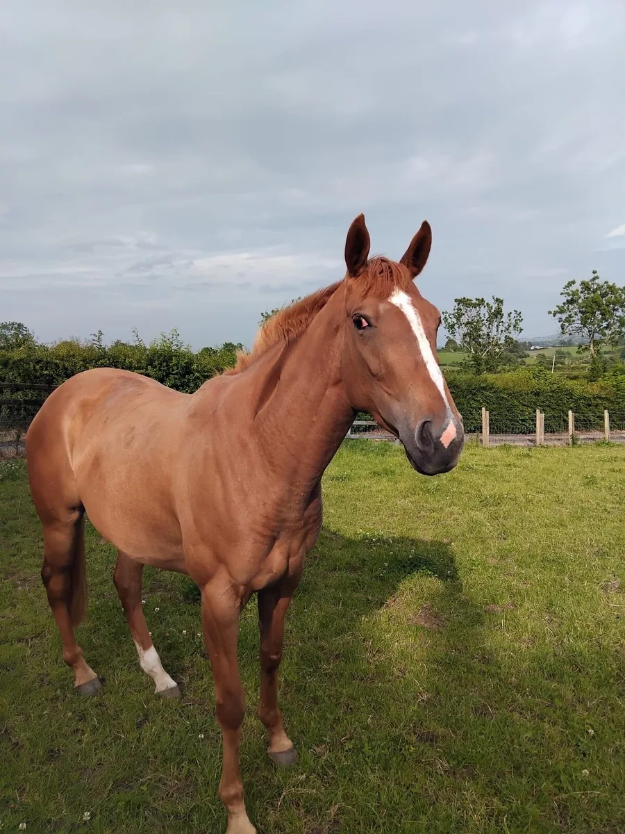 4 Y/O Mare by Shantaram - Image 1