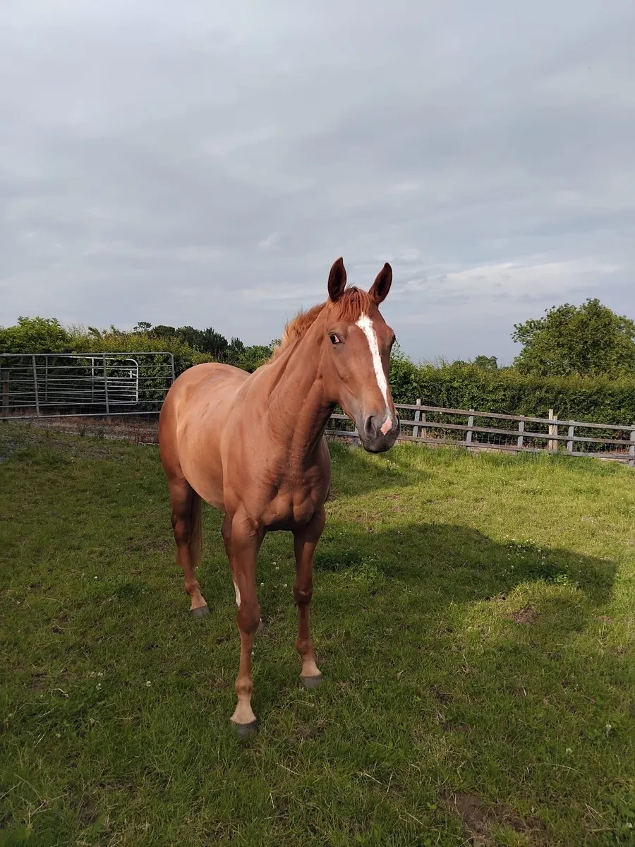 4 Y/O Mare by Shantaram - Image 4