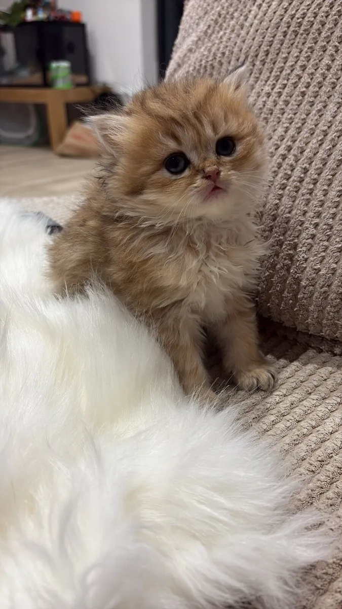 GCCFI British Longhair - Image 2