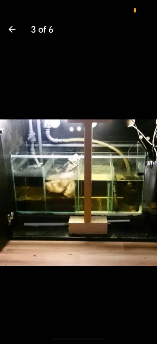 Betta lifespace  aquarium. 320l tank, 110l sump - Image 2