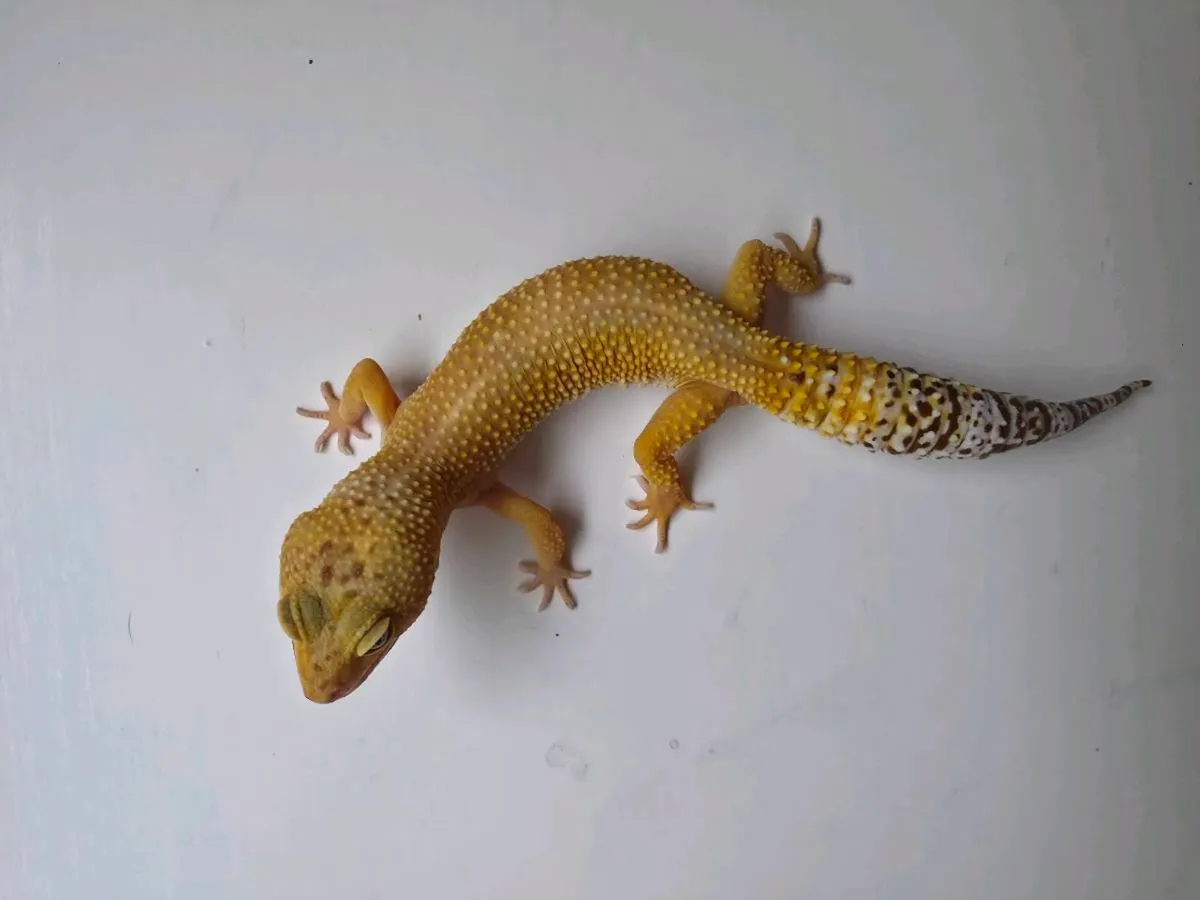 Leopard geckos - Image 4