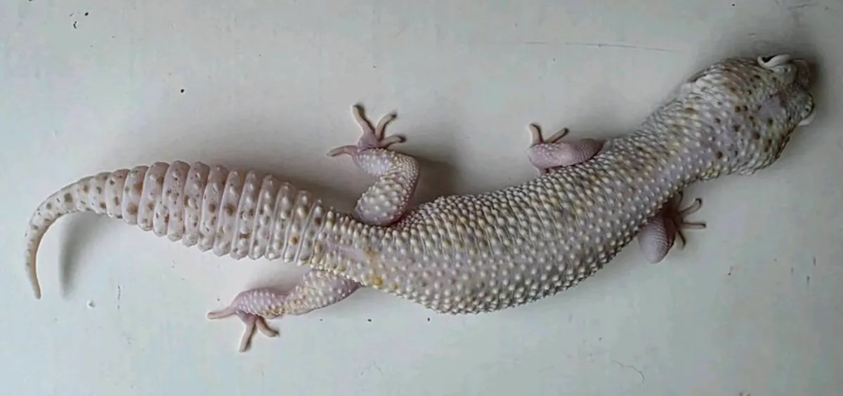 Leopard geckos - Image 4