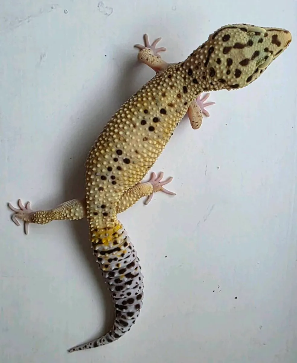 Leopard geckos - Image 4
