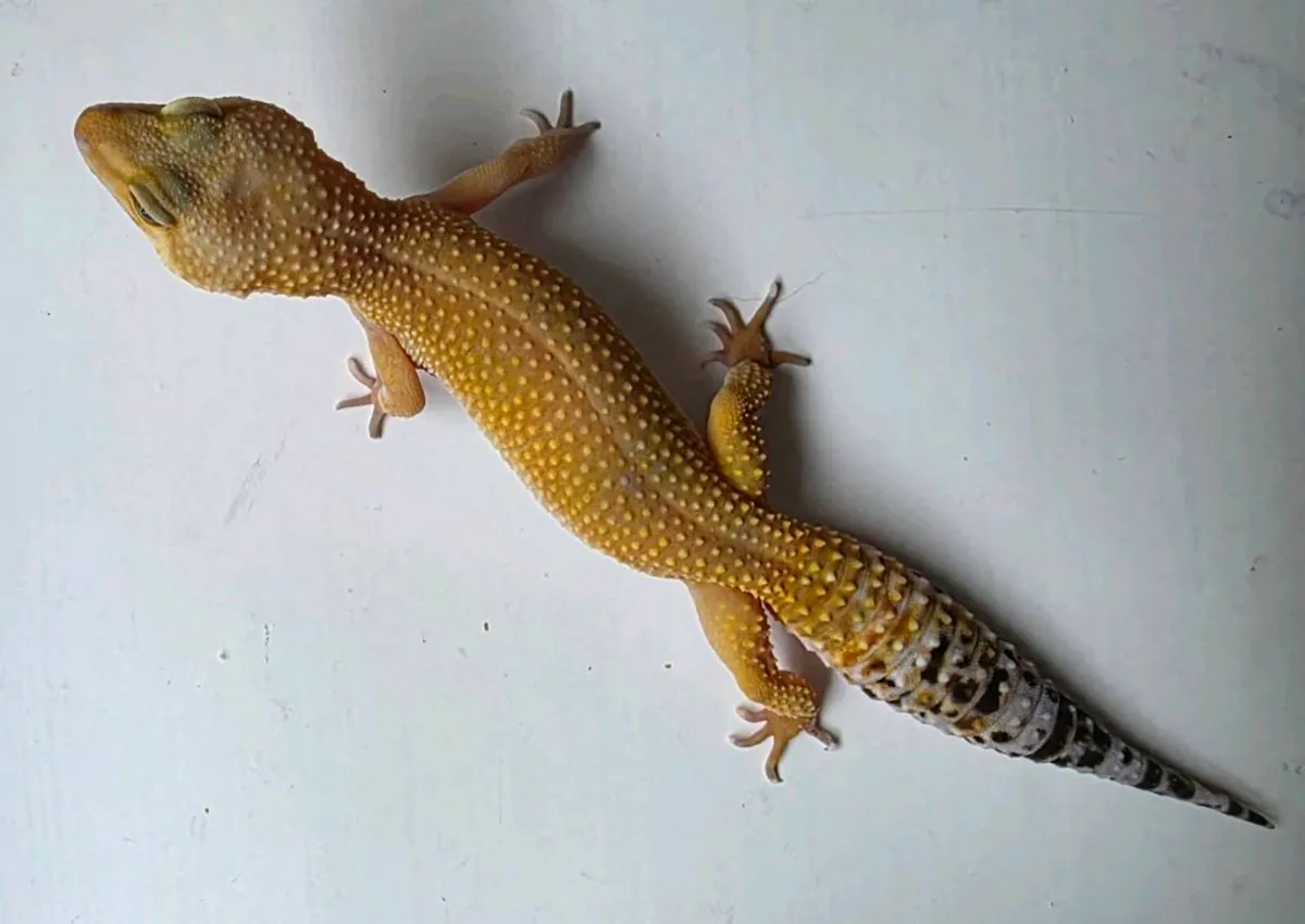 Leopard geckos - Image 1