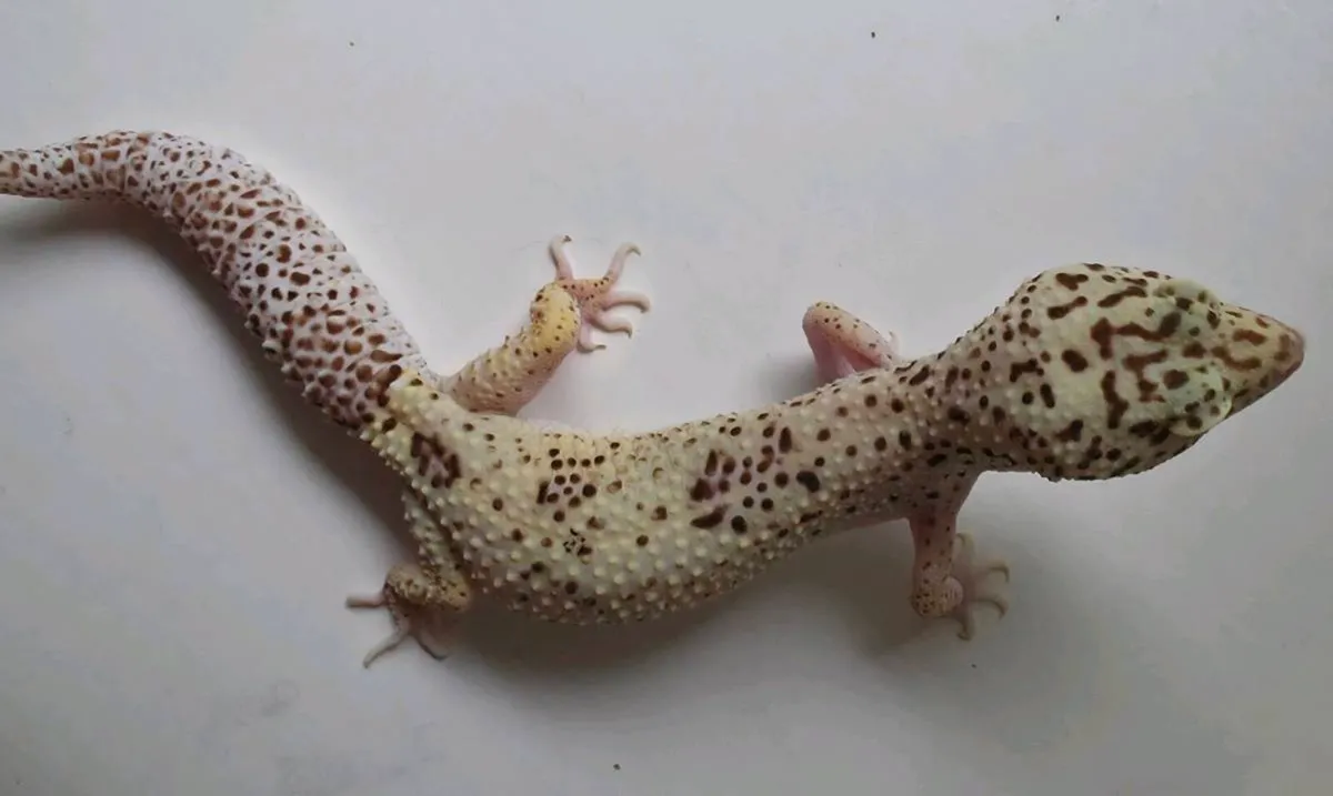 Leopard geckos - Image 2