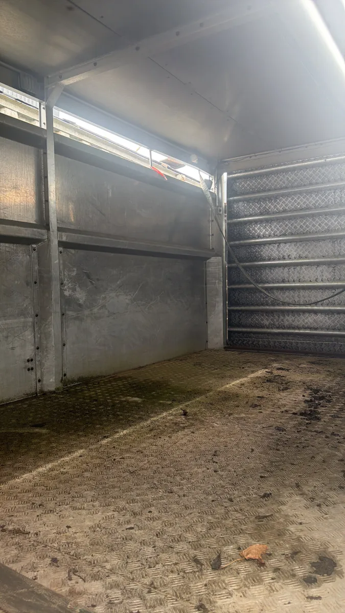 Houghton cattle body - Image 4