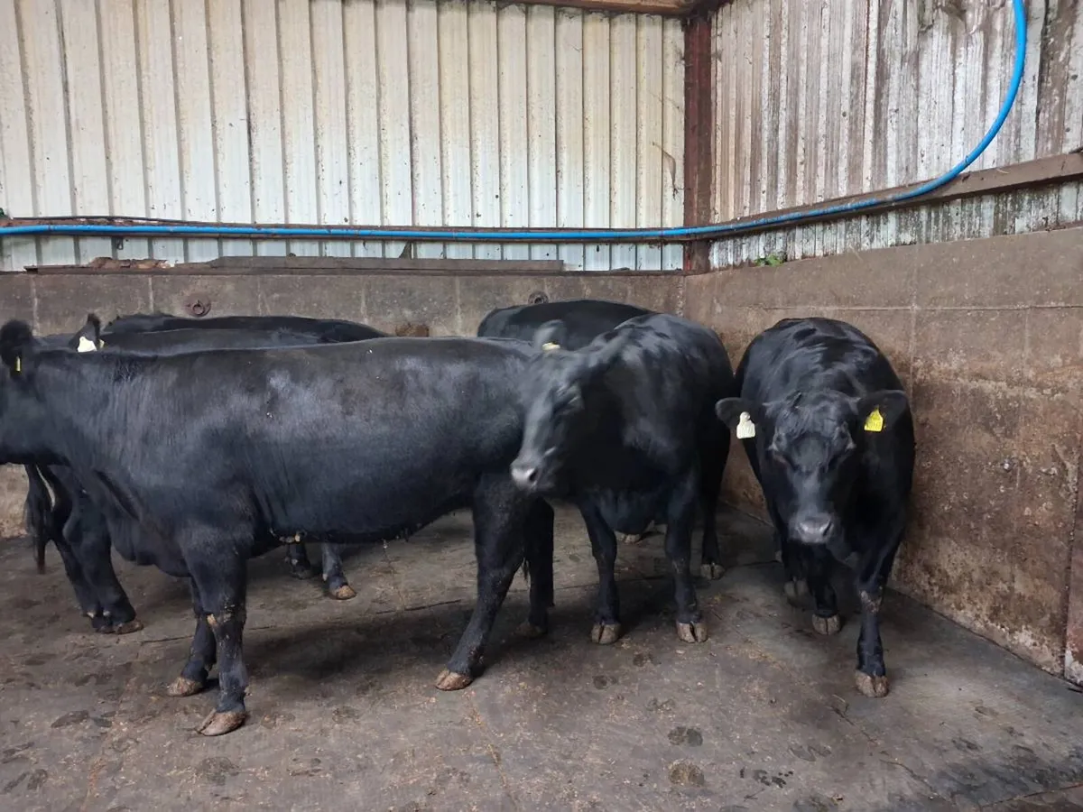 Knockantybrien Angus Herd for sale - Image 1
