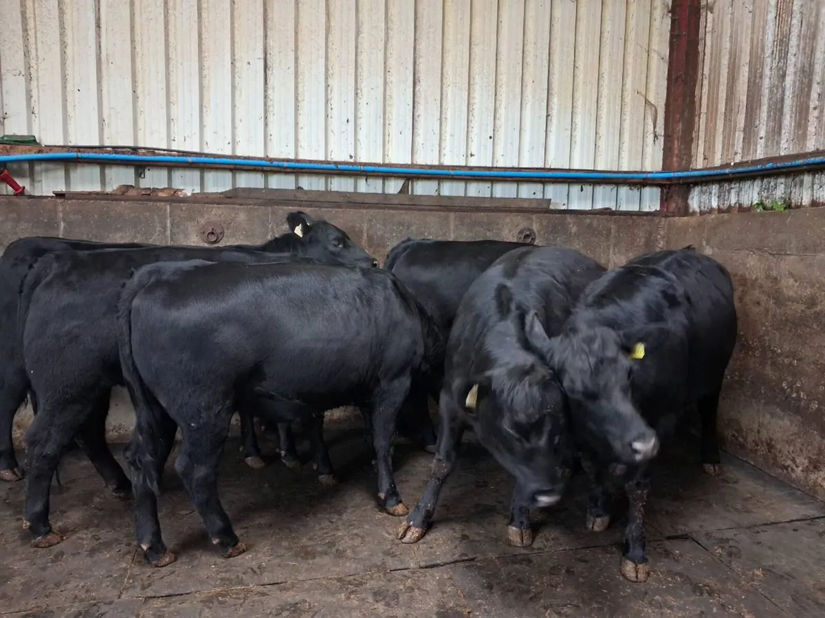 Knockantybrien Angus Herd for sale - Image 3