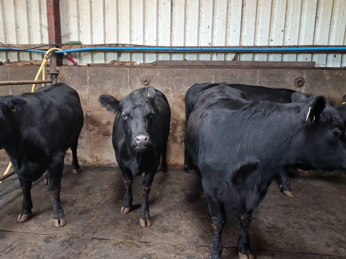 Knockantybrien Angus Herd for sale - Image 4
