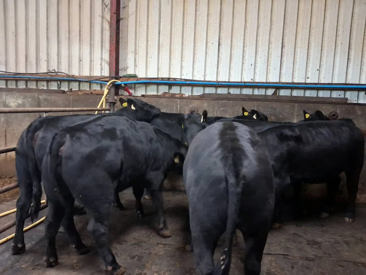 Knockantybrien Angus Herd for sale - Image 2