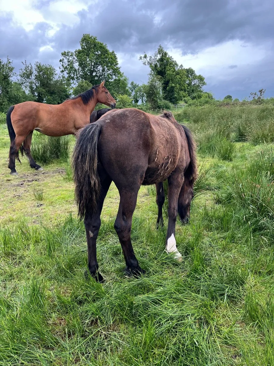 Full Irish Draught Gelding - Image 3