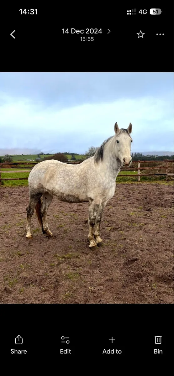 Full Irish Draught Gelding - Image 4