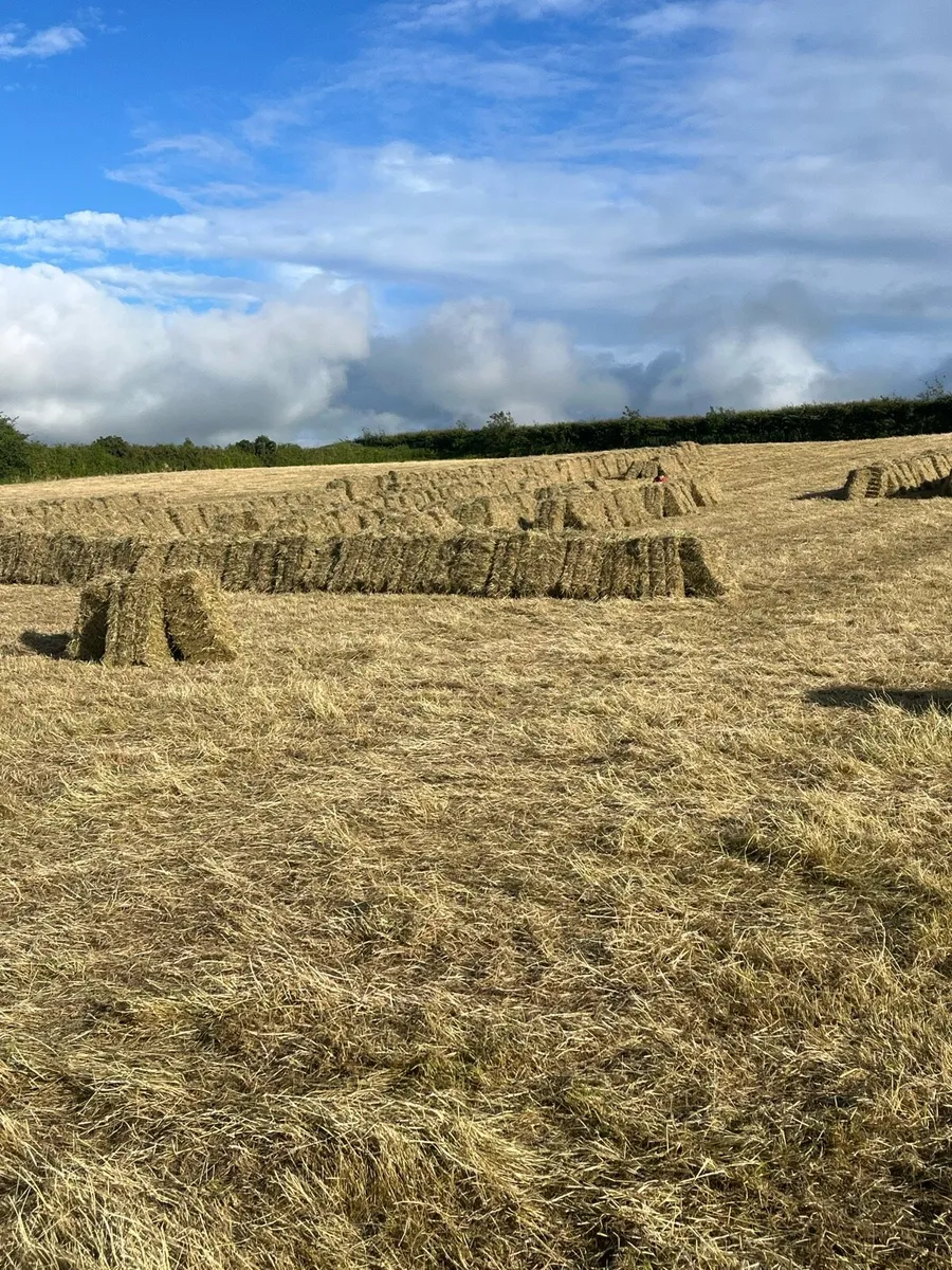 Hay, Small square bales of hay for sale - Image 2