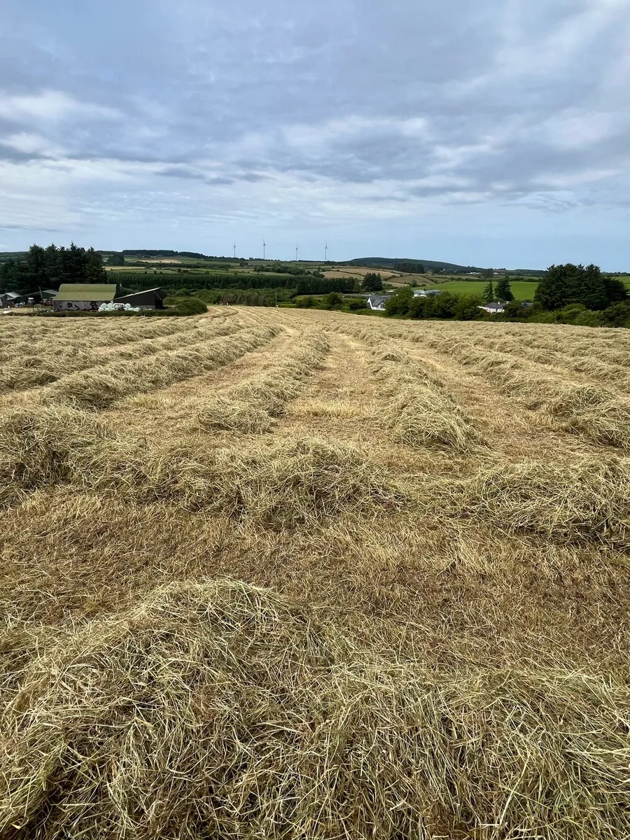 Hay, Small square bales of hay for sale - Image 3