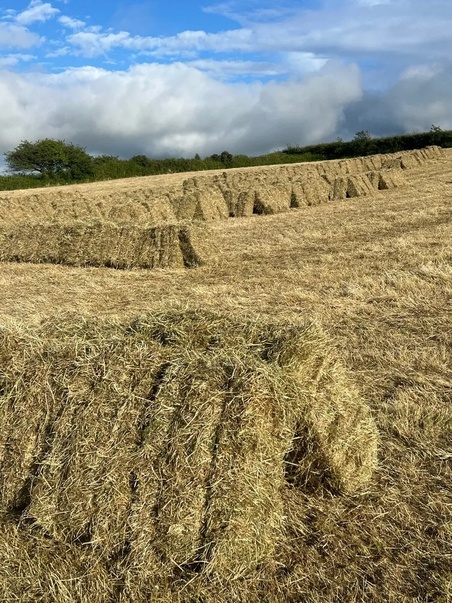 Hay, Small square bales of hay for sale - Image 4