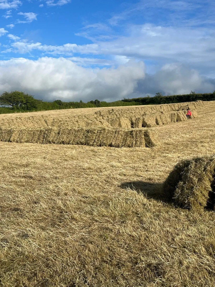 Hay, Small square bales of hay for sale - Image 1
