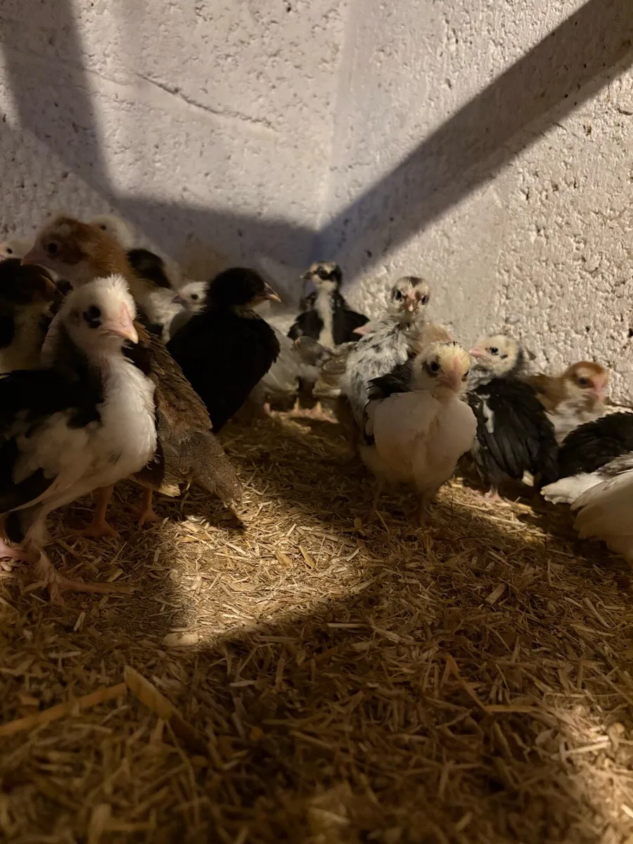 Bantams/Maran - Image 1