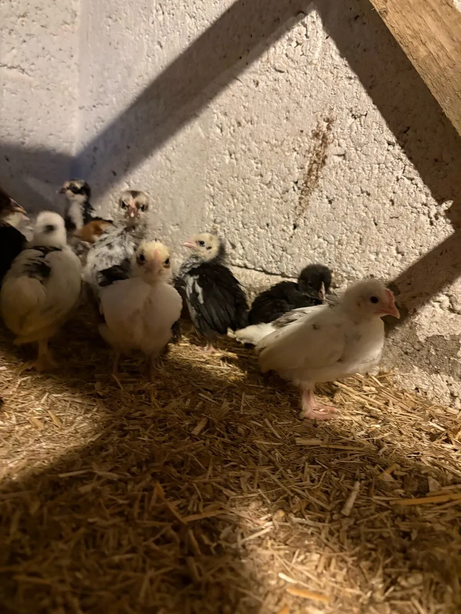 Bantams/Maran - Image 2