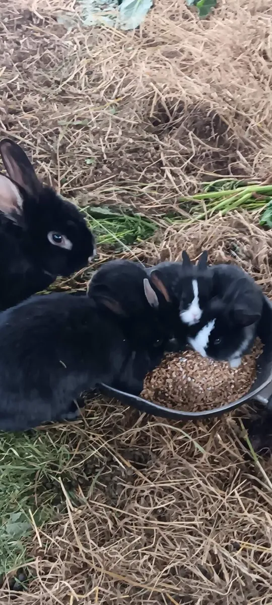 Baby Rabbits - Image 3