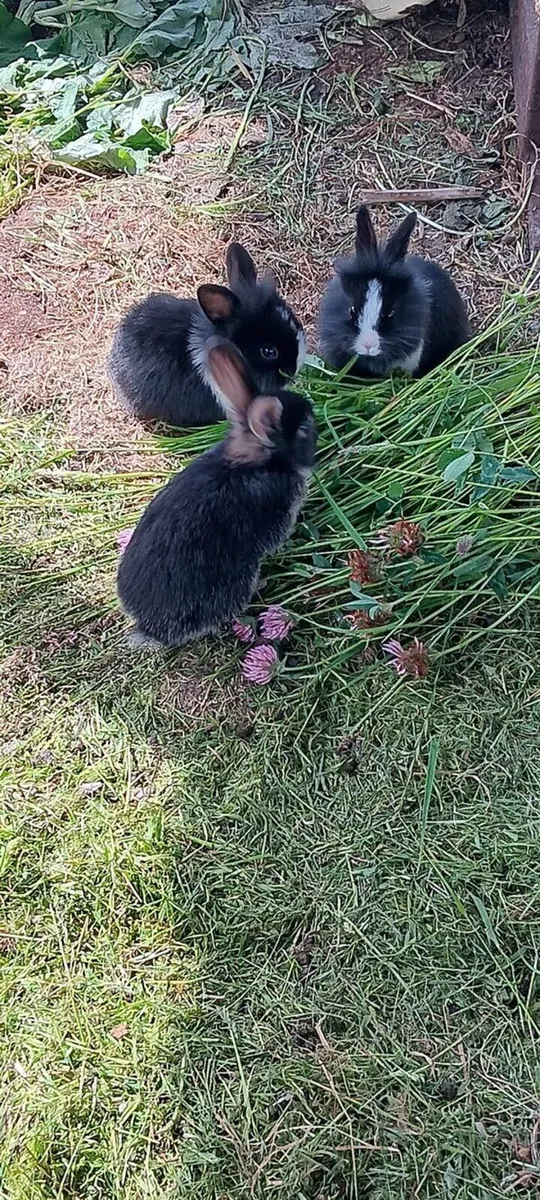 Baby Rabbits - Image 4