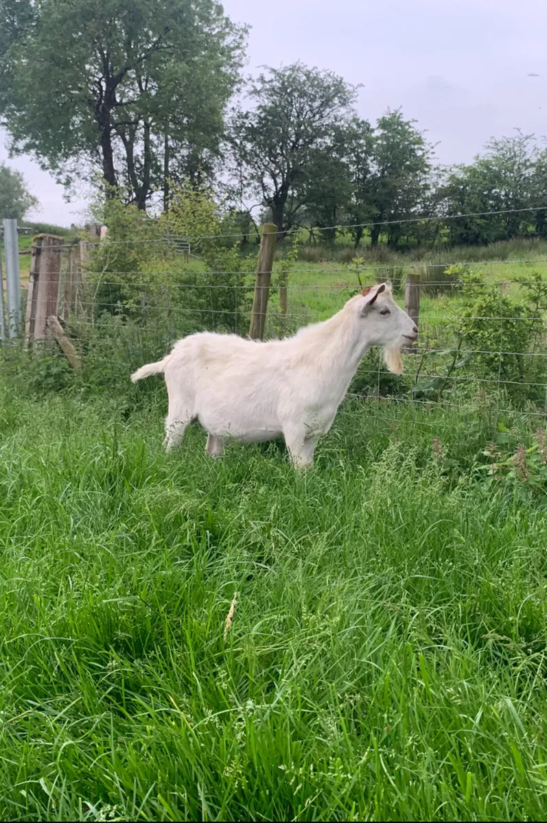 1yr old Saanan x Toggenburg Buck - Image 1