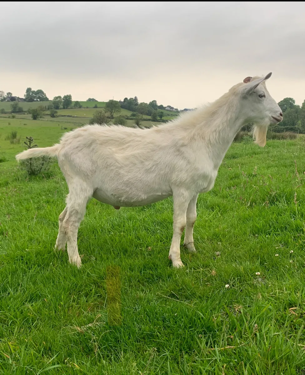 1yr old Saanan x Toggenburg Buck - Image 2
