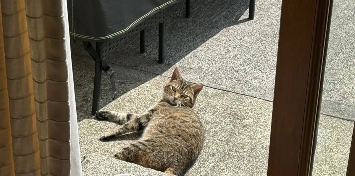 Cat rehome- Shadow - Image 1