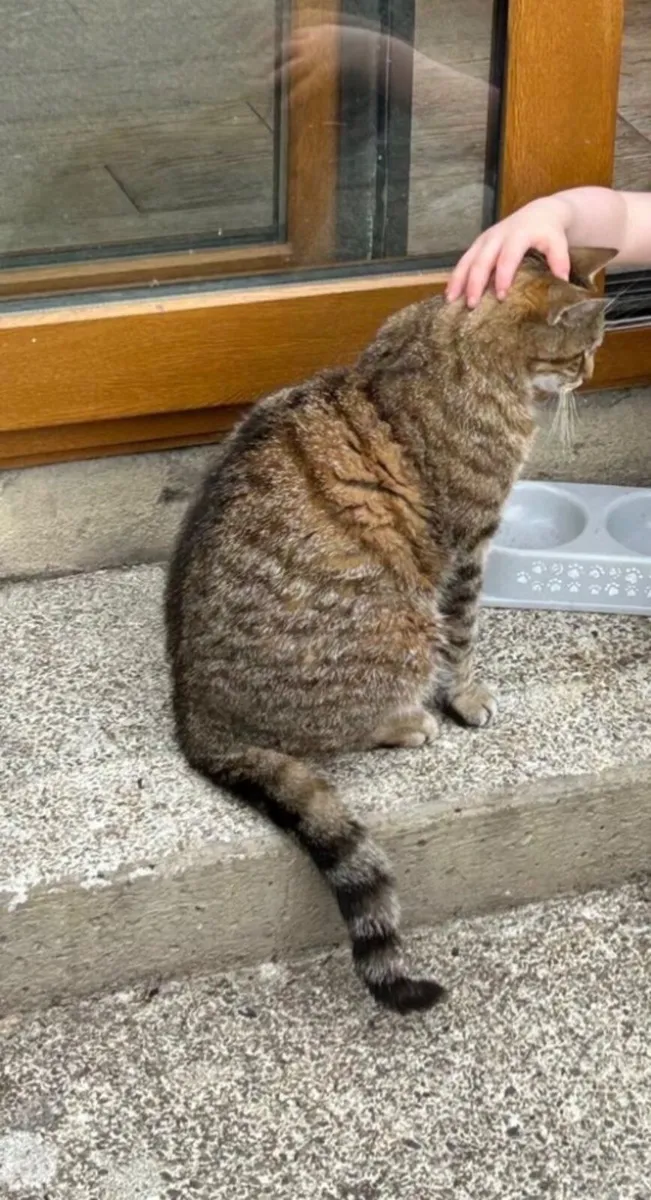 Cat rehome- Shadow - Image 2