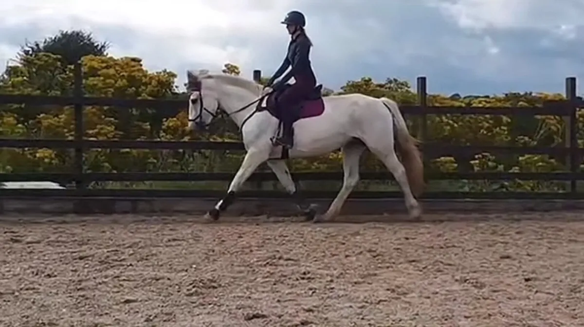 Irish Draught Connemara all rounder for sale - Image 1