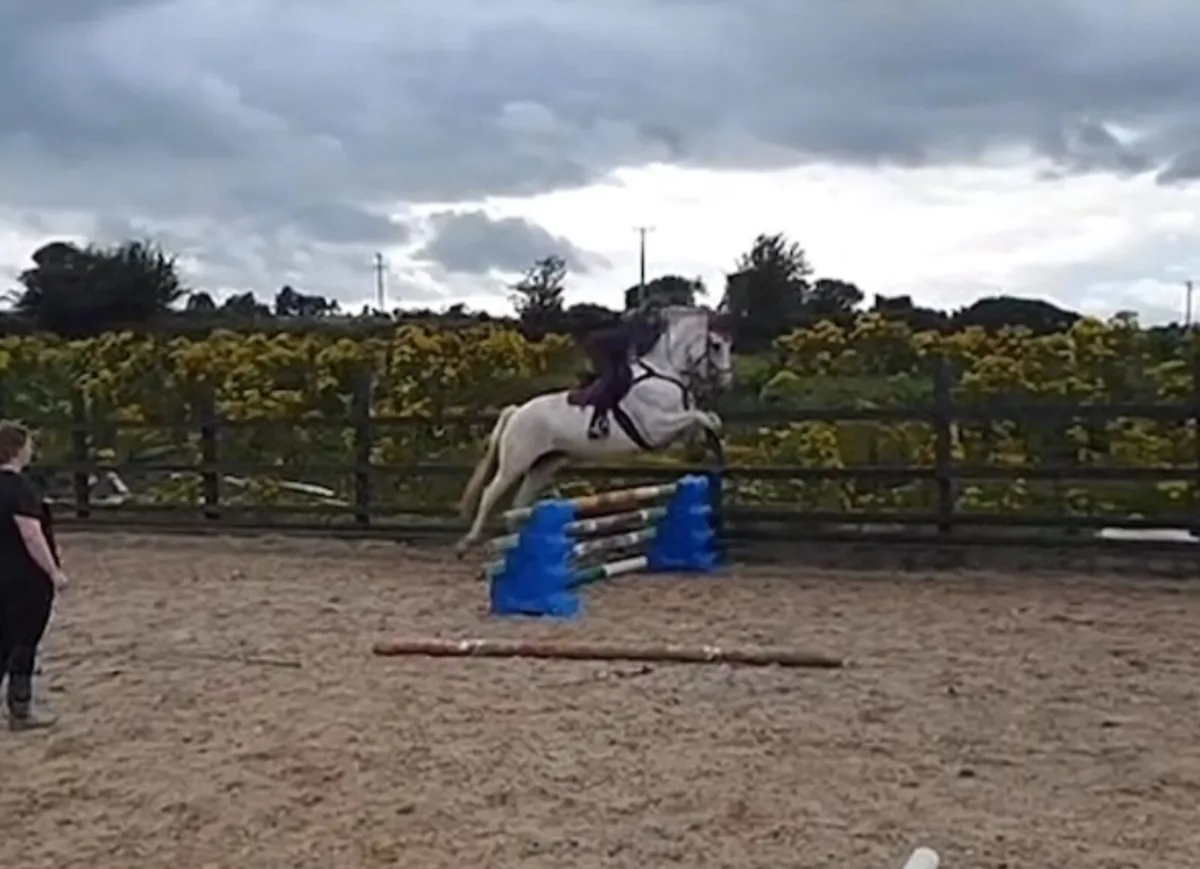 Irish Draught Connemara all rounder for sale - Image 3