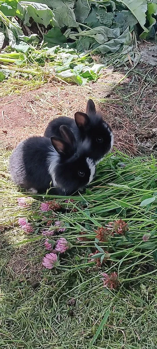 Baby Rabbits - Image 1