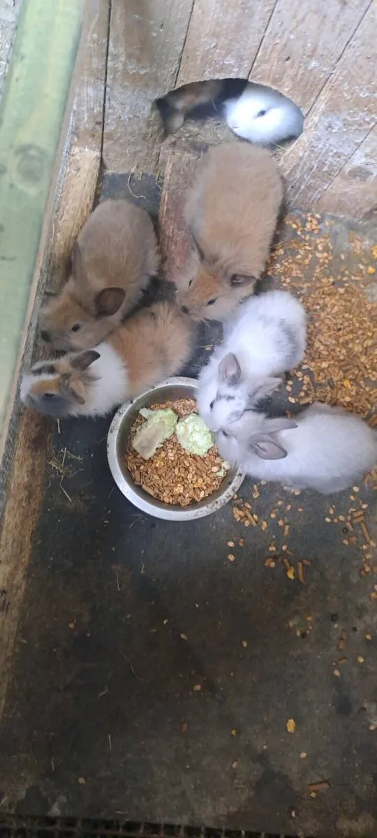 Rabbits - Image 1