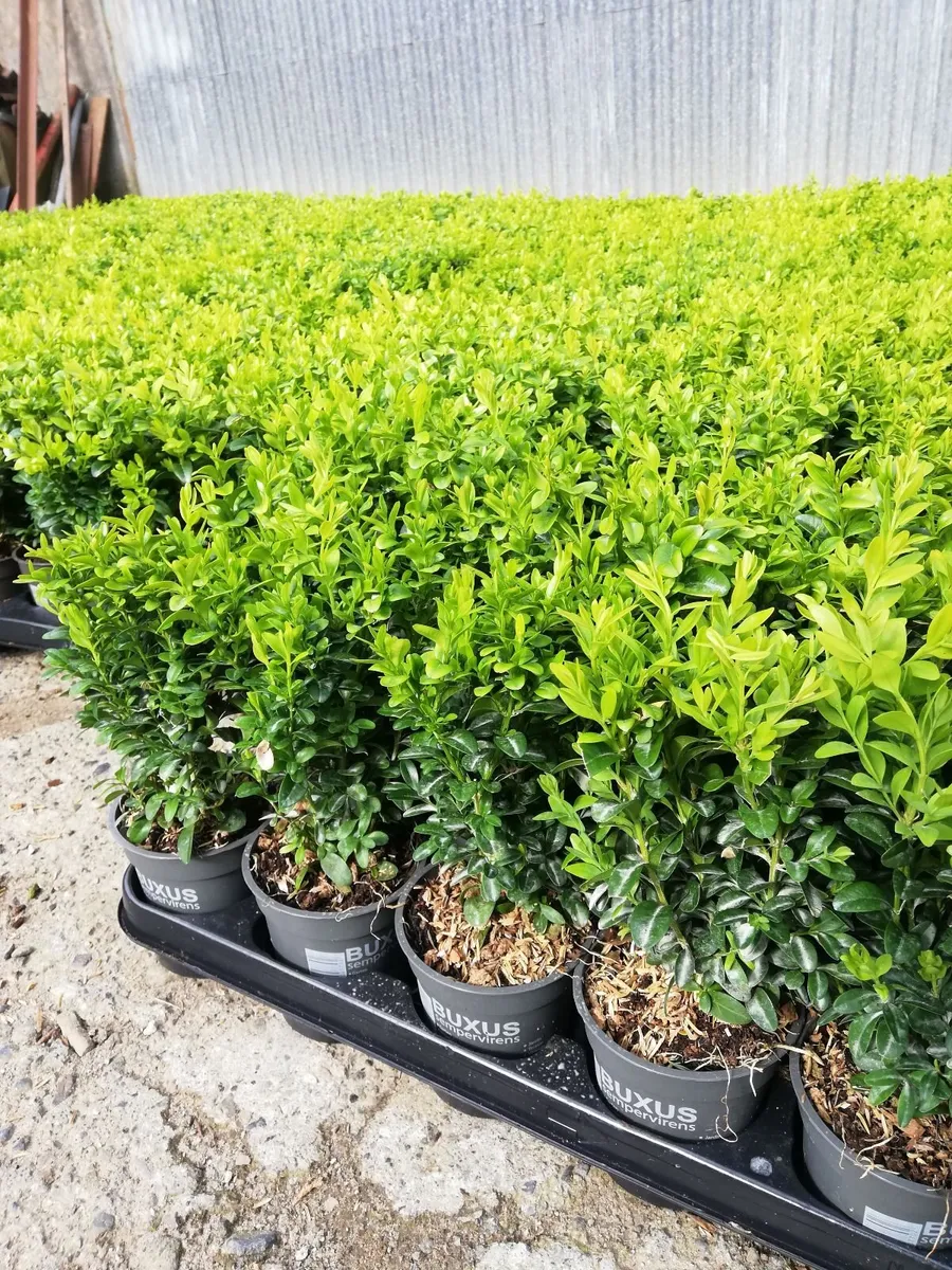 Box Hedging - Image 1