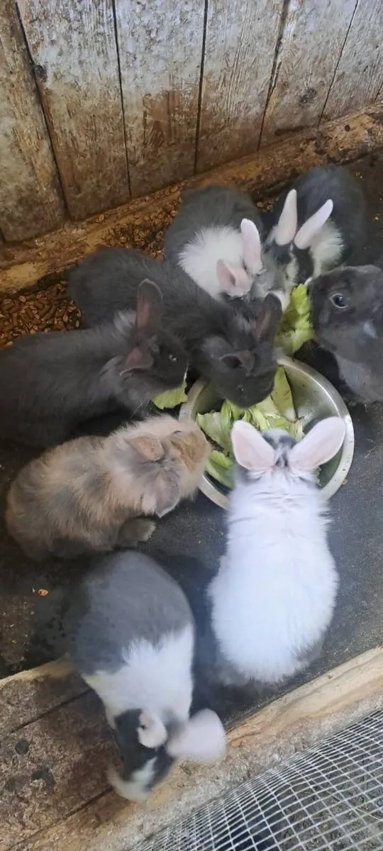 Rabbits - Image 2
