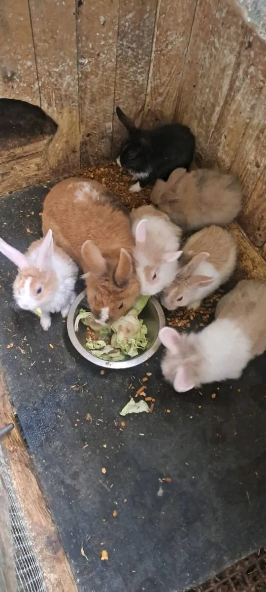 Rabbits - Image 3