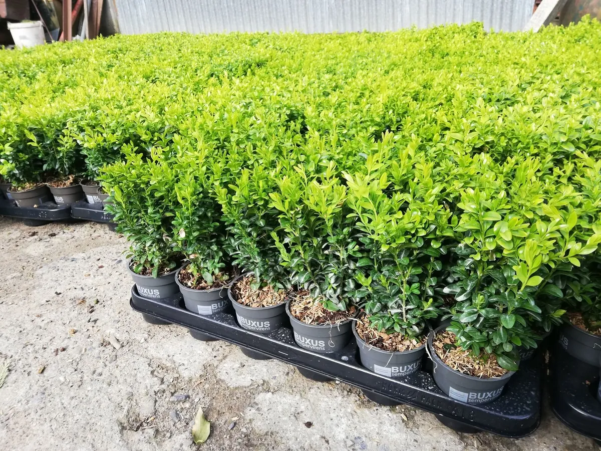 Box Hedging - Image 3