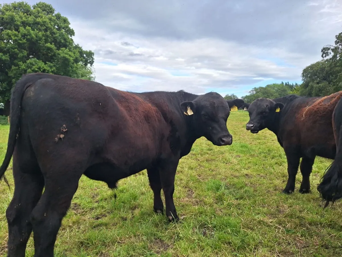 AA Purebred Bulls for Sale - Image 1