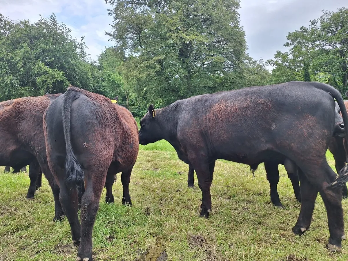 AA Purebred Bulls for Sale - Image 2