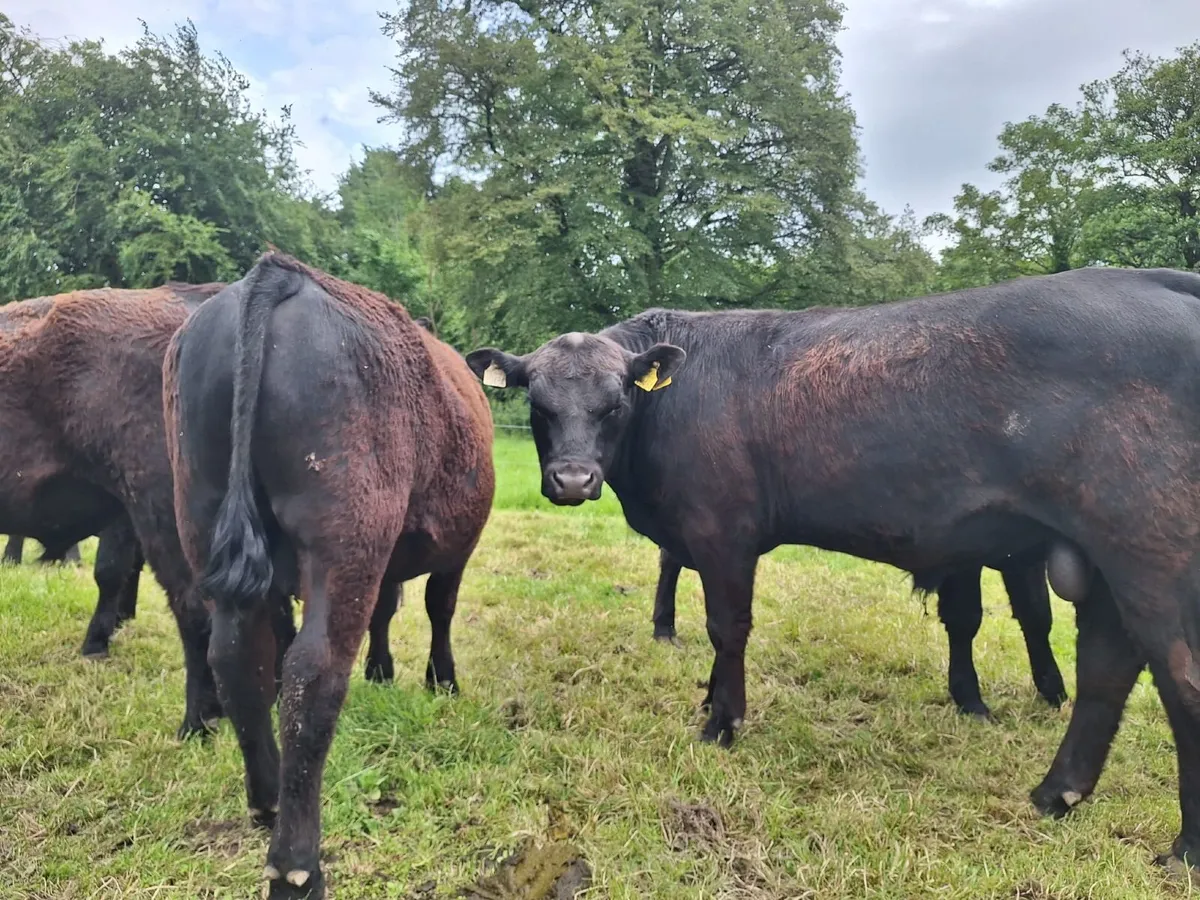 AA Purebred Bulls for Sale - Image 3