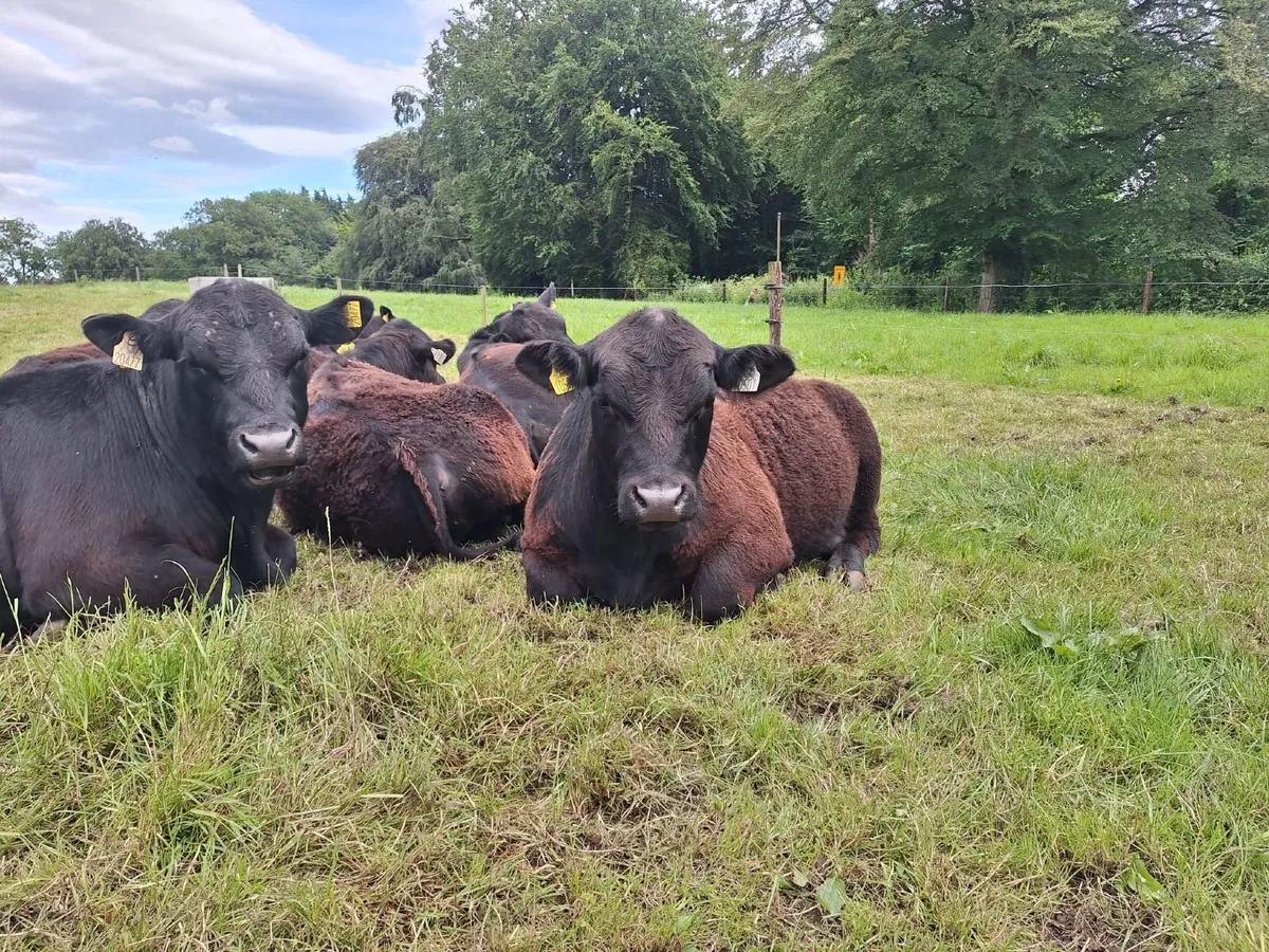 AA Purebred Bulls for Sale - Image 4