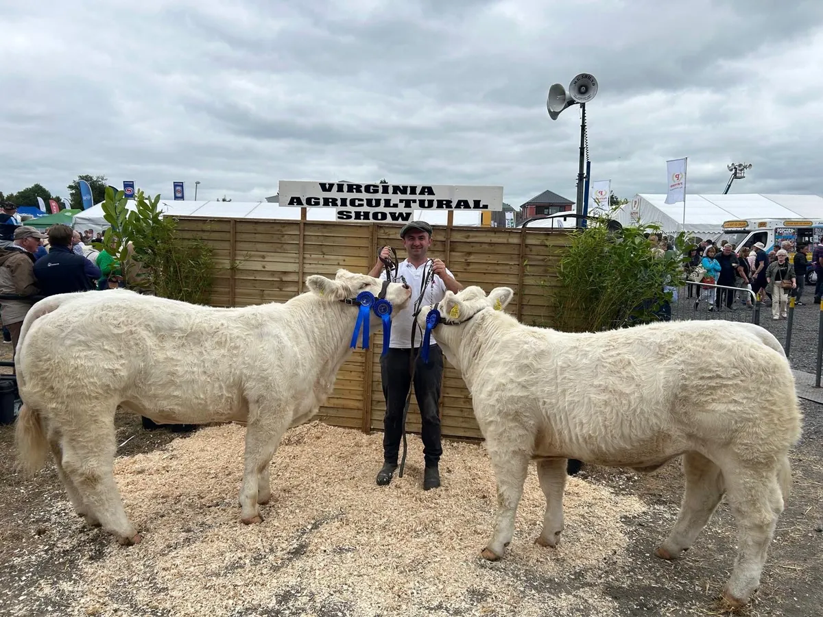 Charolais Embryos for sale - Image 2