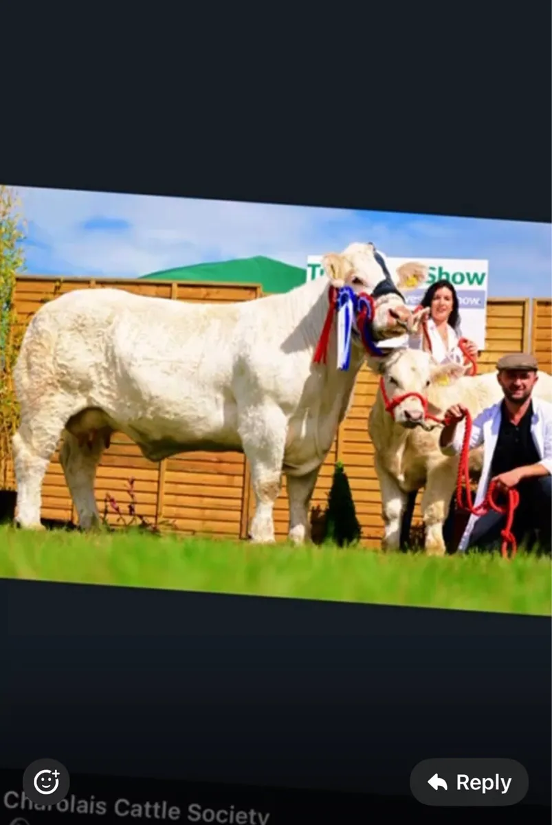 Charolais Embryos for sale - Image 3